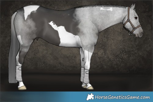Horse Color:Black Tobiano 