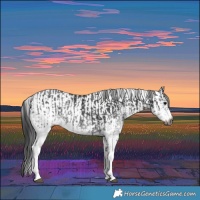 Horse Color:Gray White Spotted Black  and Gray White Spotted Smoky Black 