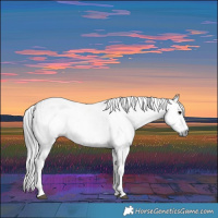 Horse Color:Gray White Spotted Black and Gray White Spotted Smoky Black