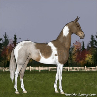Horse Color:Chocolate Palomino Tobiano 