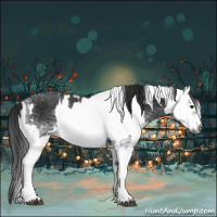 Horse Color:Gray White Spotted Black and Gray White Spotted Black