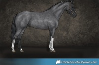 Horse Color:Blue Roan Tobiano 