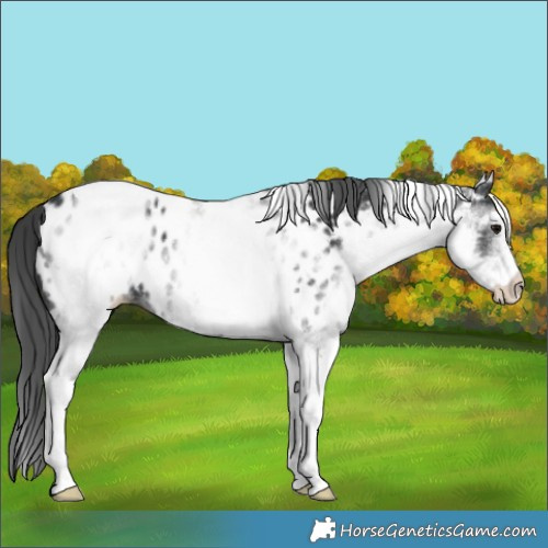Horse Color:White Spotted Black Tobiano Appaloosa 