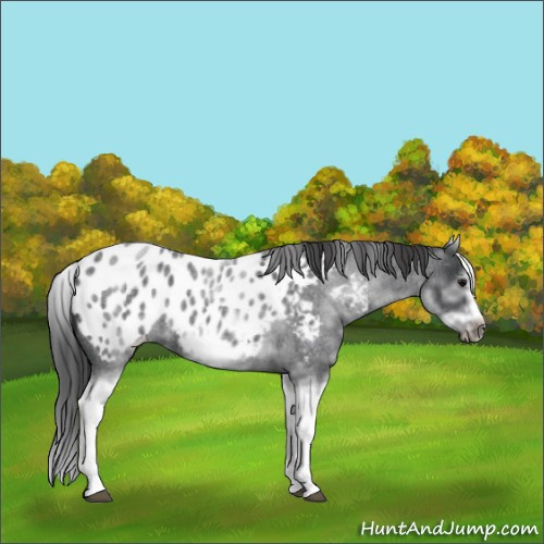 Horse Color:White Spotted Blue Roan Splash Frame Appaloosa 