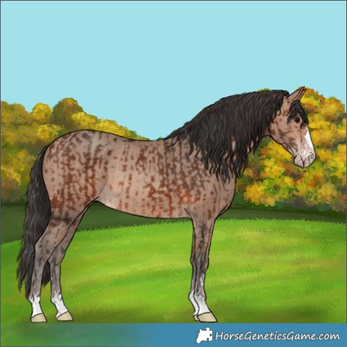 Horse Color:Brown Rabicano  and Sable Champagne Rabicano 