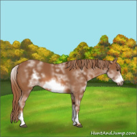 Horse Color:White Spotted Chestnut Frame 