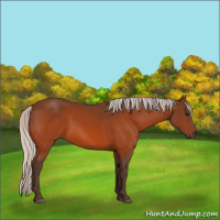 Horse Color:Silver Bay 