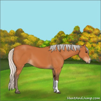 Horse Color:Silver Bay 
