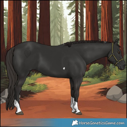 Horse Color:Liver Chestnut Tobiano