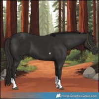 Horse Color:Liver Chestnut Tobiano 