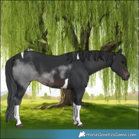 Horse Color:Brown Tobiano 