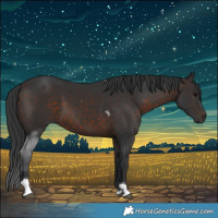Horse Color:Brown Tobiano