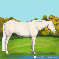 Horse Color:Silver Buckskin Pearl