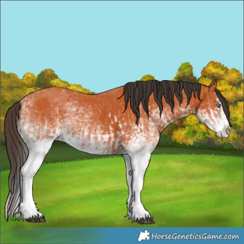 Horse Color:White Spotted Bay Splash Appaloosa and White Spotted Bay Splash Appaloosa