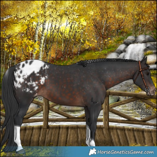 Horse Color:Brown Tobiano Appaloosa