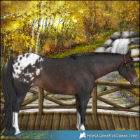 Horse Color:Brown Tobiano Appaloosa 
