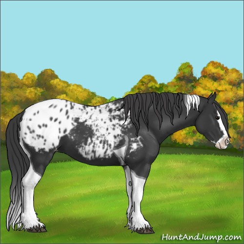 Horse Color:Black Splash Tobiano Appaloosa