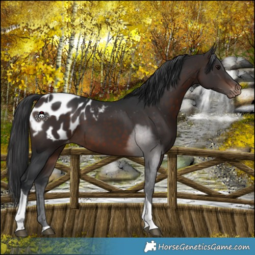 Horse Color:Brown Tobiano Appaloosa 