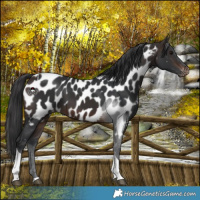 Horse Color:Brown Tobiano Appaloosa