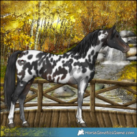 Horse Color:Brown Tobiano Appaloosa 