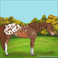 Horse Color:Chestnut Blanket