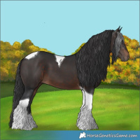 Horse Color:Brown Tobiano 