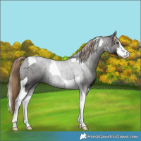 Horse Color:White Spotted Liver Chestnut Tobiano 