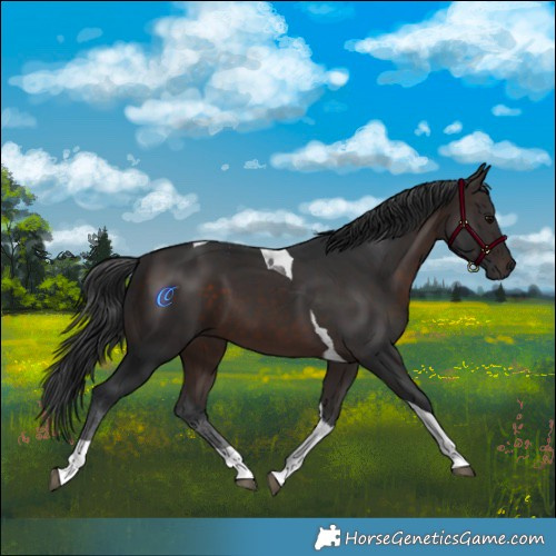 Horse Color:Brown Tobiano 