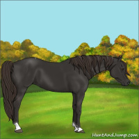 Horse Color:Liver Chestnut Tobiano 