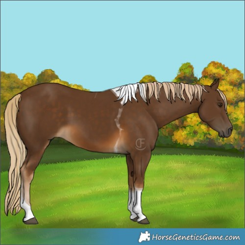Horse Color:Chocolate Palomino Tobiano 