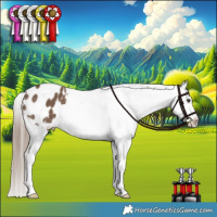 Horse Color:Liver Red Dun Appaloosa Brindle 