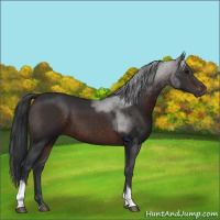 Horse Color:Brown Tobiano