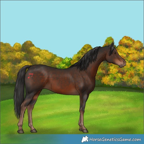 Horse Color:Liver Chestnut