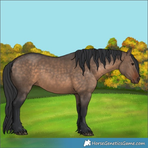 Horse Color:Brown Dun 