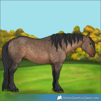 Horse Color:Brown Dun 