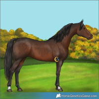 Horse Color:Liver Chestnut 