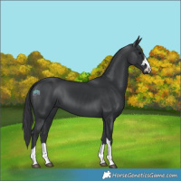 Horse Color:Black 