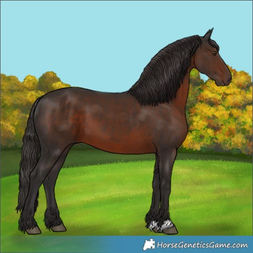 Horse Color:Liver Chestnut 