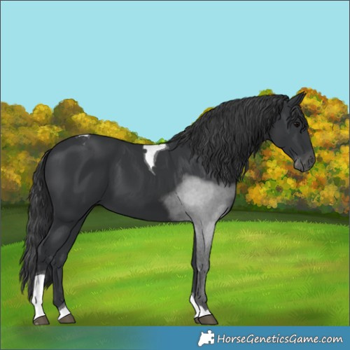 Horse Color:Black Tobiano 