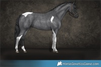 Horse Color:Blue Roan Tobiano
