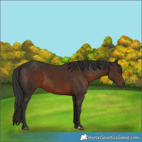 Horse Color:Liver Chestnut 