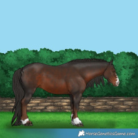Horse Color:Liver Chestnut 
