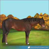 Horse Color:Liver Chestnut 
