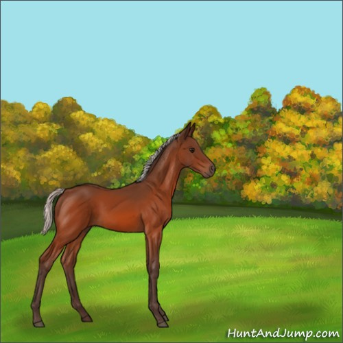 Horse Color:Silver Bay 