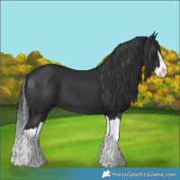 Horse Color:Black Splash 