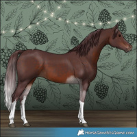 Horse Color:White Spotted Chocolate Brown Tobiano 
