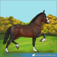 Horse Color:Liver Chestnut 