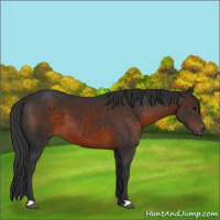 Horse Color:Brown 