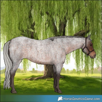 Horse Color:Silver Brown Roan 