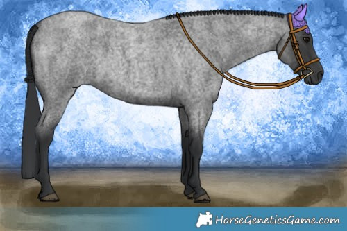 Horse Color:Blue Roan 